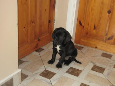 Labrador x Pointer puppies in Carlow